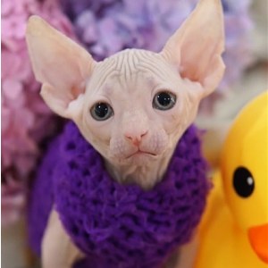 无毛猫(斯芬克斯猫)_无毛猫价格_CFA注册专业无毛猫猫舍- 宝贝它