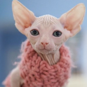 无毛猫(斯芬克斯猫)_无毛猫价格_CFA注册专业无毛猫猫舍- 宝贝它