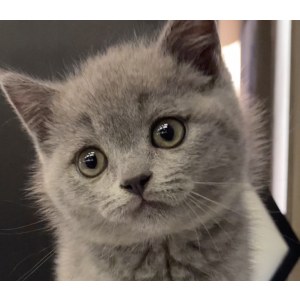  英短蓝猫 公DD英短蓝猫/公DD/蓝灰色/2020-08-19
