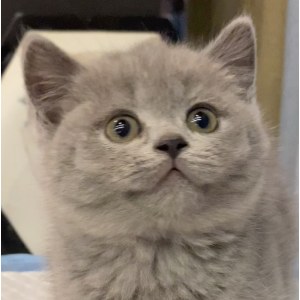  英短蓝猫 母MM英短蓝猫/母MM/蓝灰色/2020-08-19