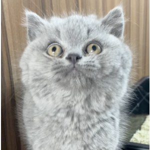  英短蓝猫 公DD英短蓝猫