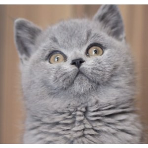  英短蓝猫 公DD英短蓝猫