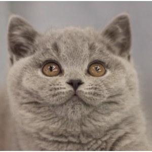  英短蓝猫 母MM英短蓝猫/母MM/蓝灰色/2020-11-15/[猫]猫三联(荷兰英特威.宠必威)