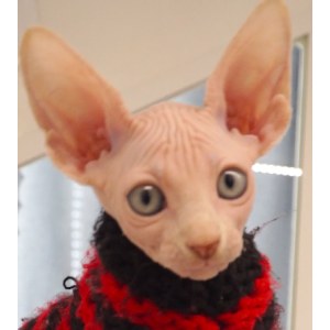 无毛猫(斯芬克斯猫)_无毛猫价格_CFA注册专业无毛猫猫舍- 宝贝它