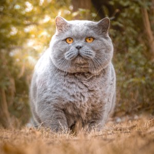  英短蓝猫 公DD是/英短蓝猫/公DD/蓝灰色/2018-09-20