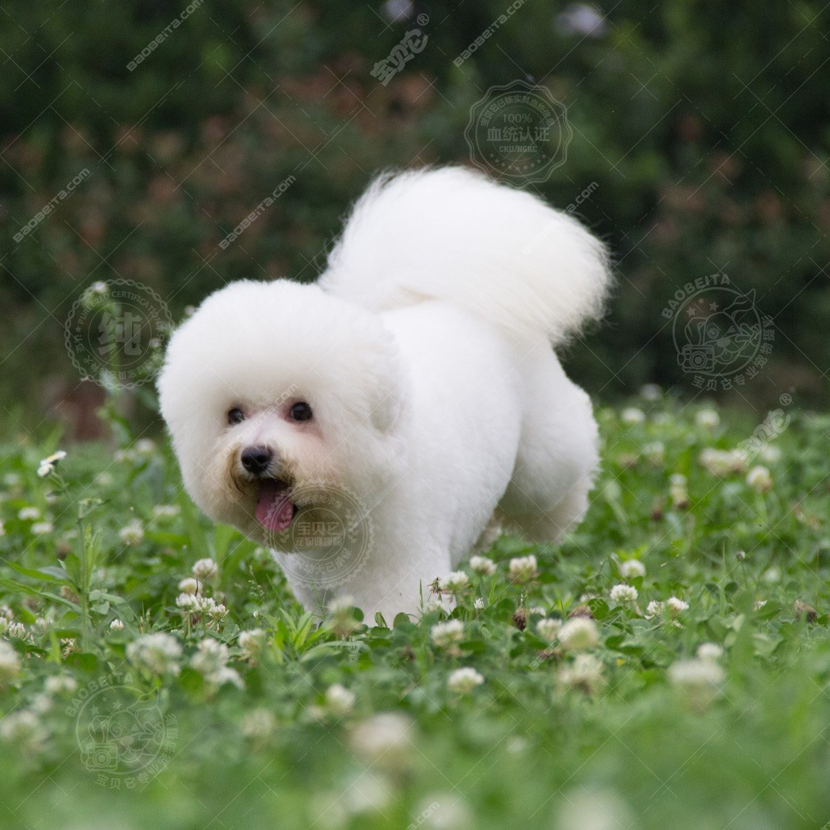 犬孕酮检测：狗狗繁育的好帮手