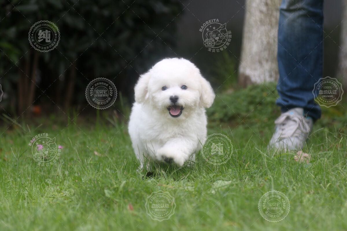比熊犬