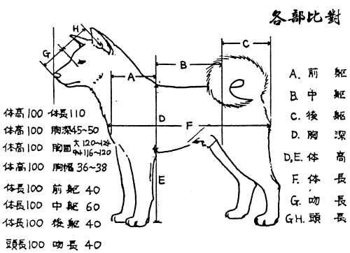 小狗怎么区分公母图解图片