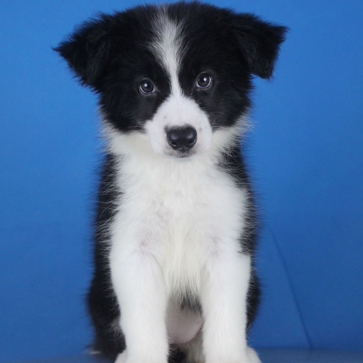 纯种边境牧羊犬幼犬狗狗出售 宠物边境牧羊犬可支付宝交易 / 母mm