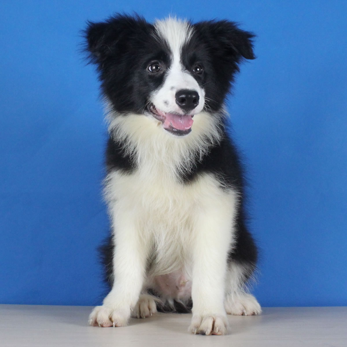 纯种边境牧羊犬幼犬狗狗出售 宠物边境牧羊犬可支付宝交易 / 公dd