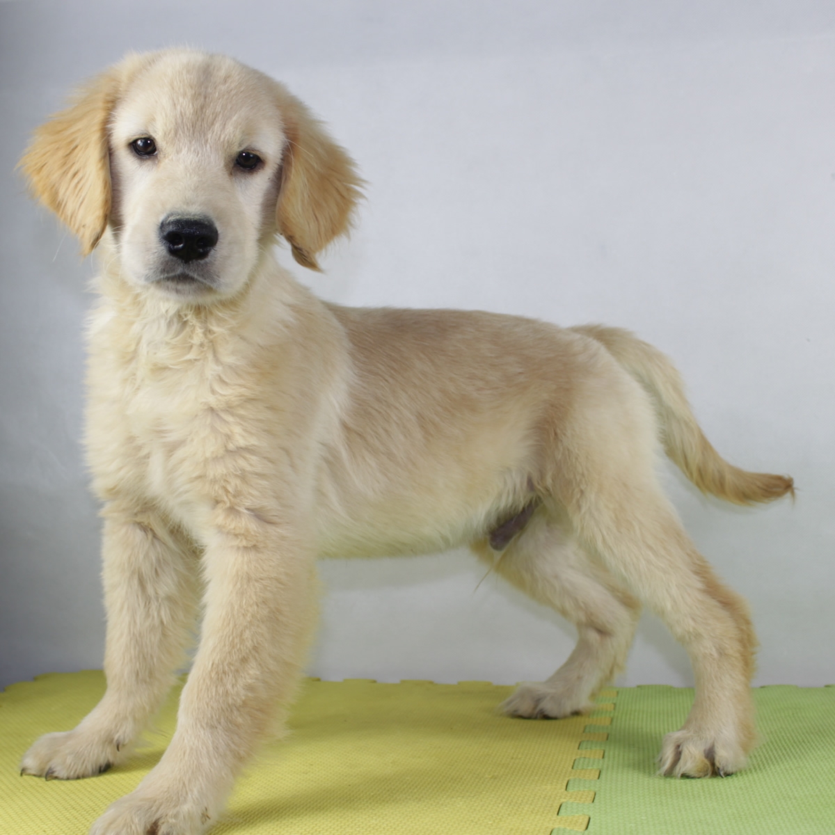 金毛寻回犬