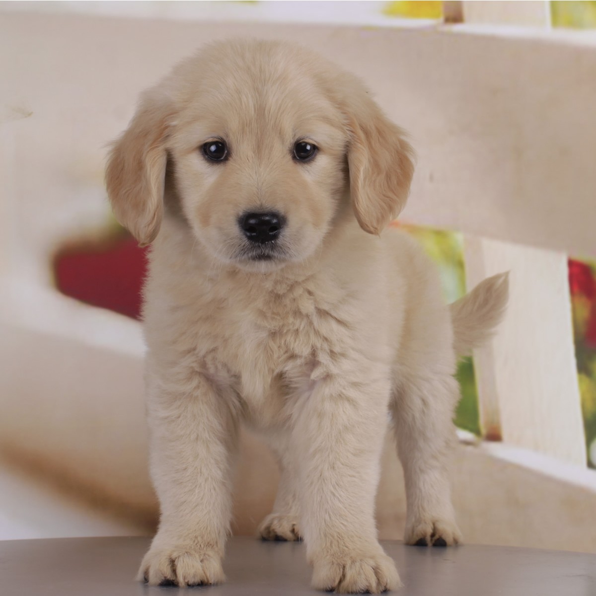 纯种金毛幼犬狗狗出售 宠物金毛犬可支付宝交易 / 公dd / 生日09.