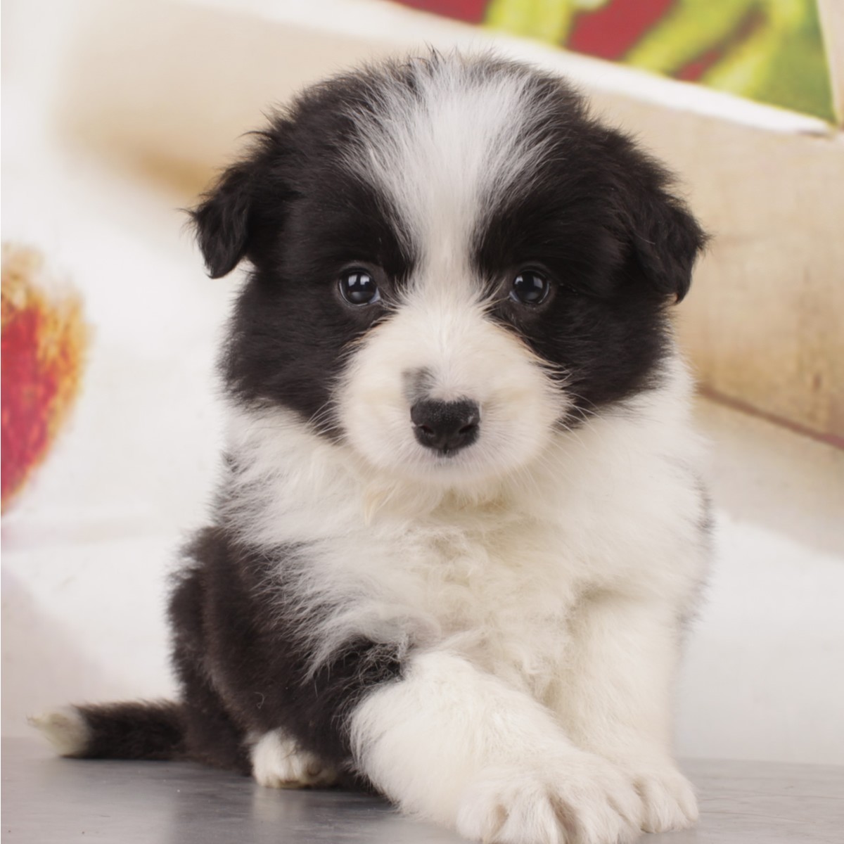 赛级双血统边境牧羊犬mm 编号: 10034900