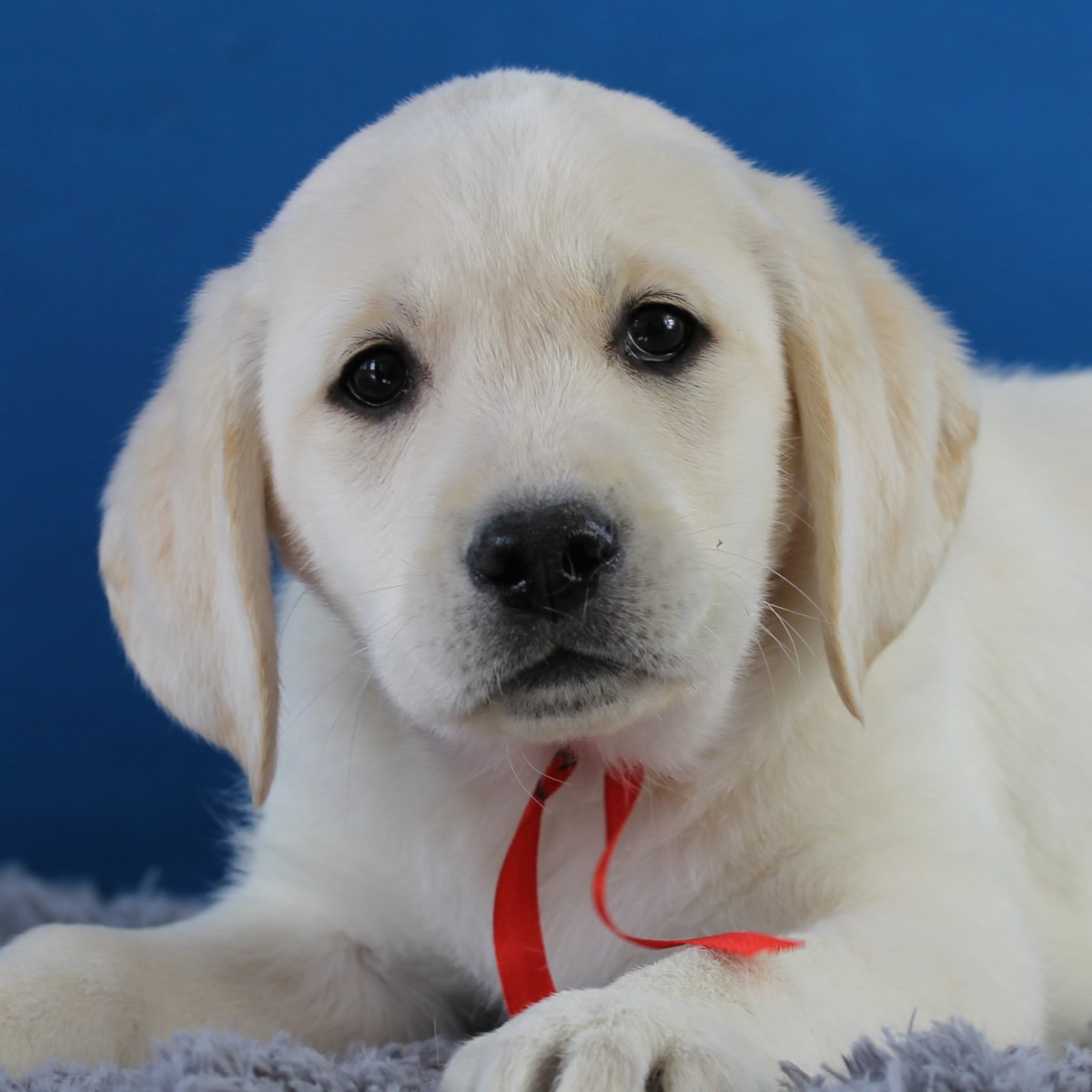 纯种拉布拉多犬幼犬狗狗出售 宠物拉布拉多犬可支付宝交