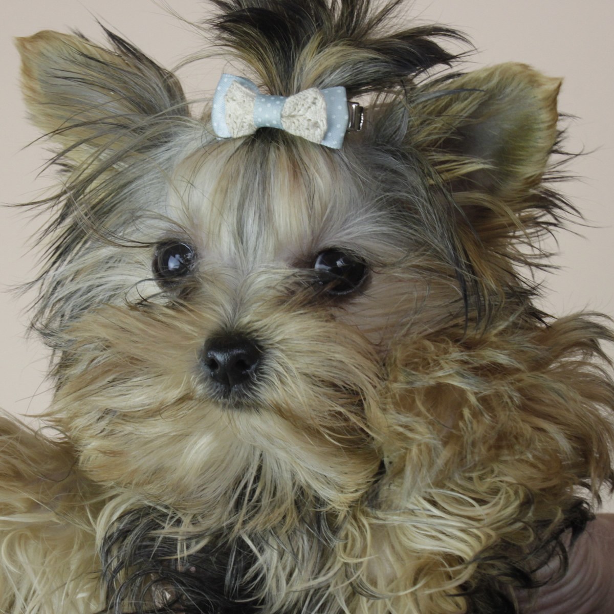 茶杯约克夏mm背长不到12厘米母mm生日1108天蝎座id10046400