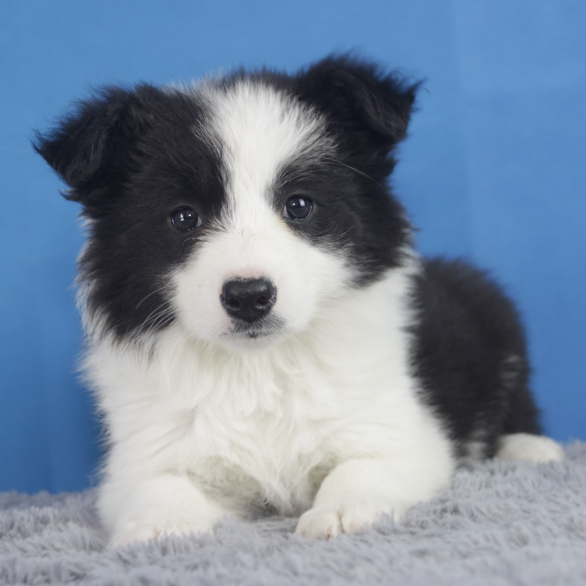 纯种边境牧羊犬幼犬狗狗出售 宠物边境牧羊犬可支付宝交易 / 母mm