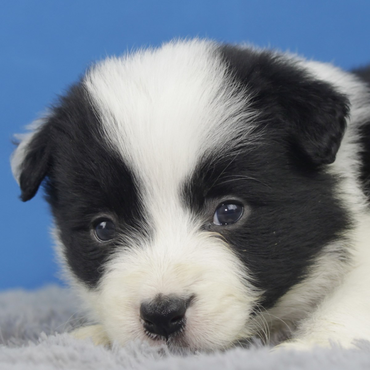 纯种边境牧羊犬幼犬狗狗出售 宠物边境牧羊犬可支付宝交易 / 母mm