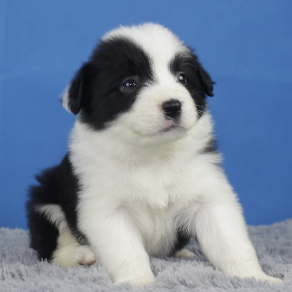 纯种边境牧羊犬幼犬狗狗出售 宠物边境牧羊犬可支付宝交易 / 母mm