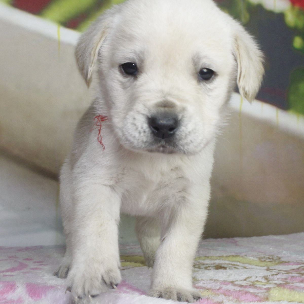 纯种拉布拉多犬幼犬狗狗出售 宠物拉布拉多犬可支付宝交易 / 母mm