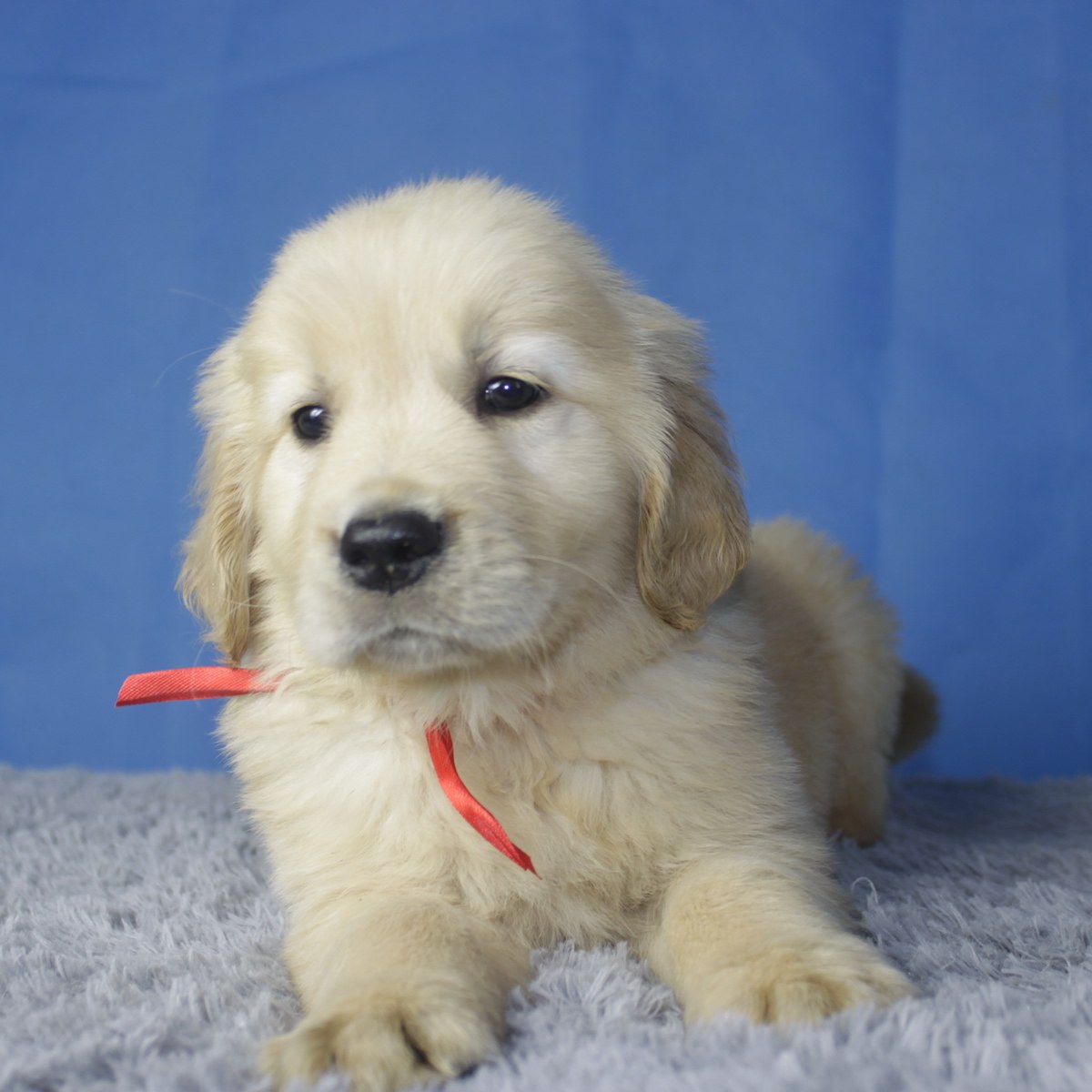 纯种金毛幼犬狗狗出售 宠物金毛犬可支付宝交易 / 公dd / 生日04.