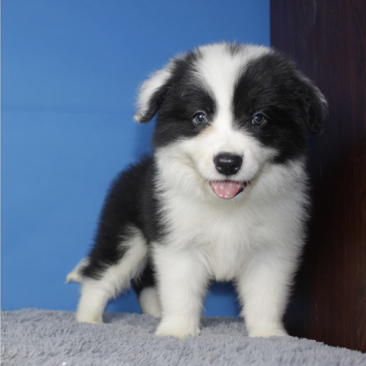 diamond/呆萌 / 公dd / 生日03.28 白羊座 / id:10056700