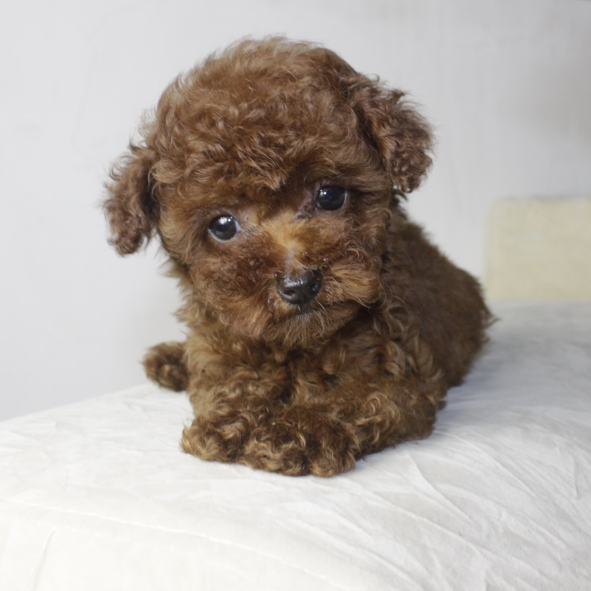 纯种泰迪犬幼犬狗狗出售 宠物泰迪犬可支付宝交易 泰迪/贵宾 /编号