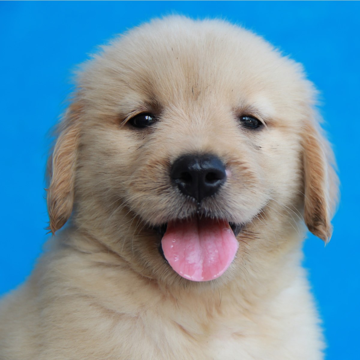 纯种金毛幼犬狗狗出售宠物金毛犬可支付宝交易母mm生日0505金牛座id