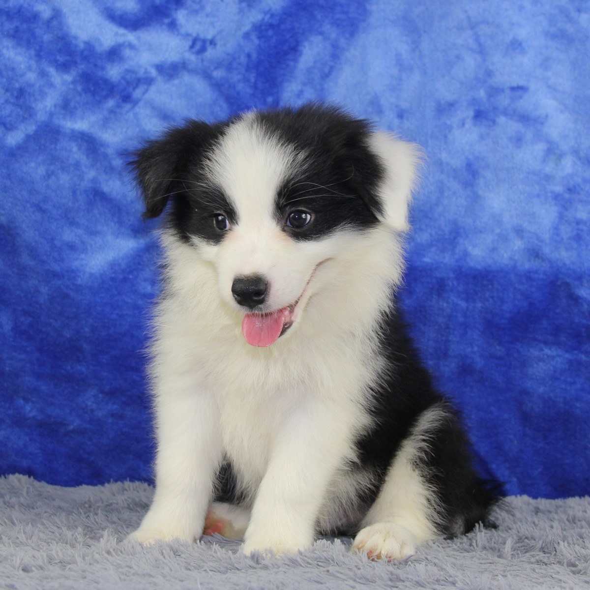 纯种边境牧羊犬幼犬狗狗出售 宠物边境牧羊犬可支付宝交易 / 公dd