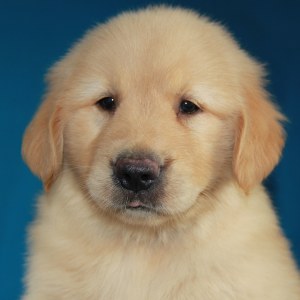 赛级金毛/登录冠军直子 父亲是复活的金色大帝--迈巴赫!