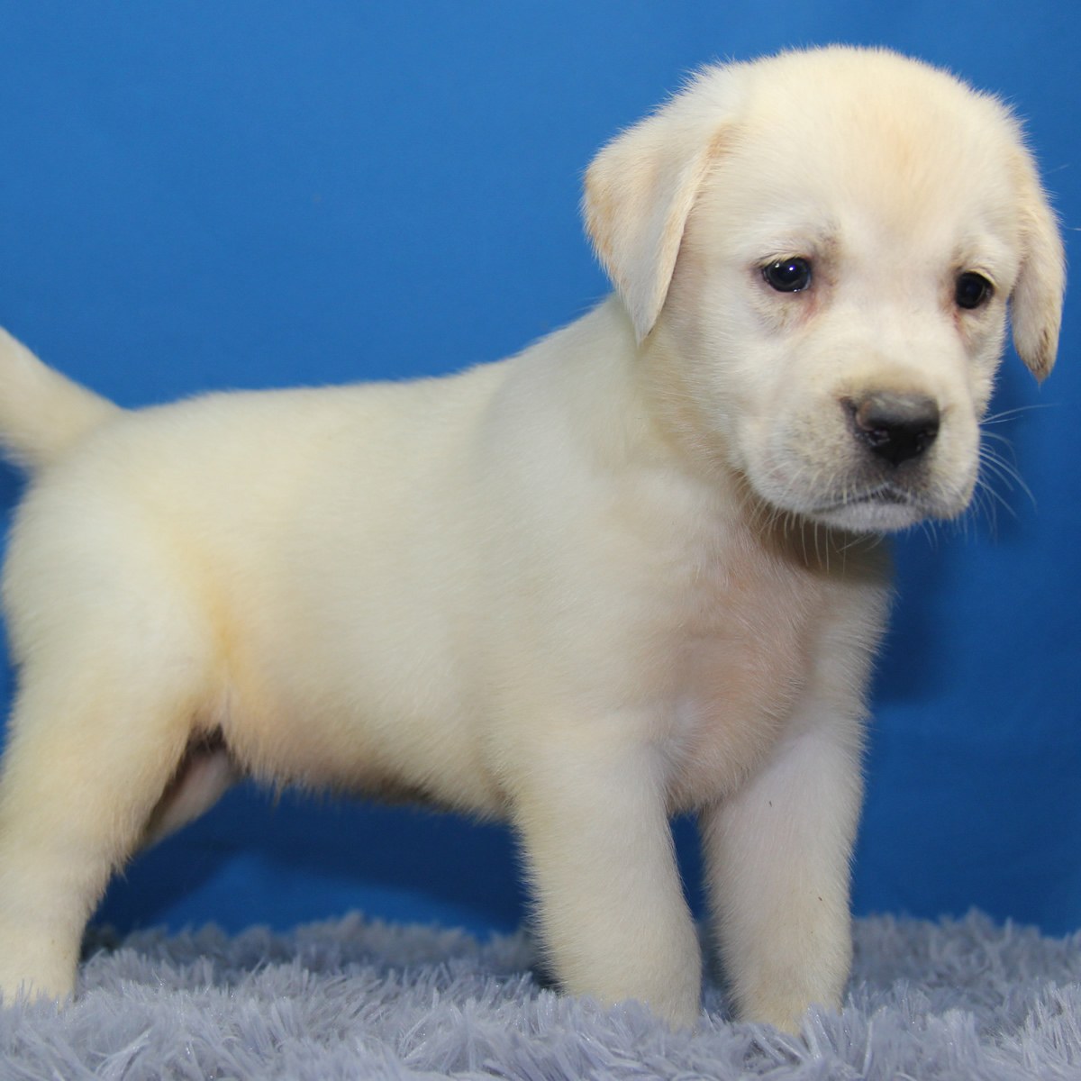 纯种拉布拉多犬幼犬狗狗出售 宠物拉布拉多犬可支付宝交易 / 公dd