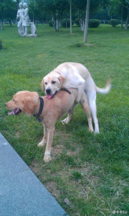 公然耍流氓啊[抓狂]这不是我家的狗[抓狂] - 狗狗图片 狗狗视频