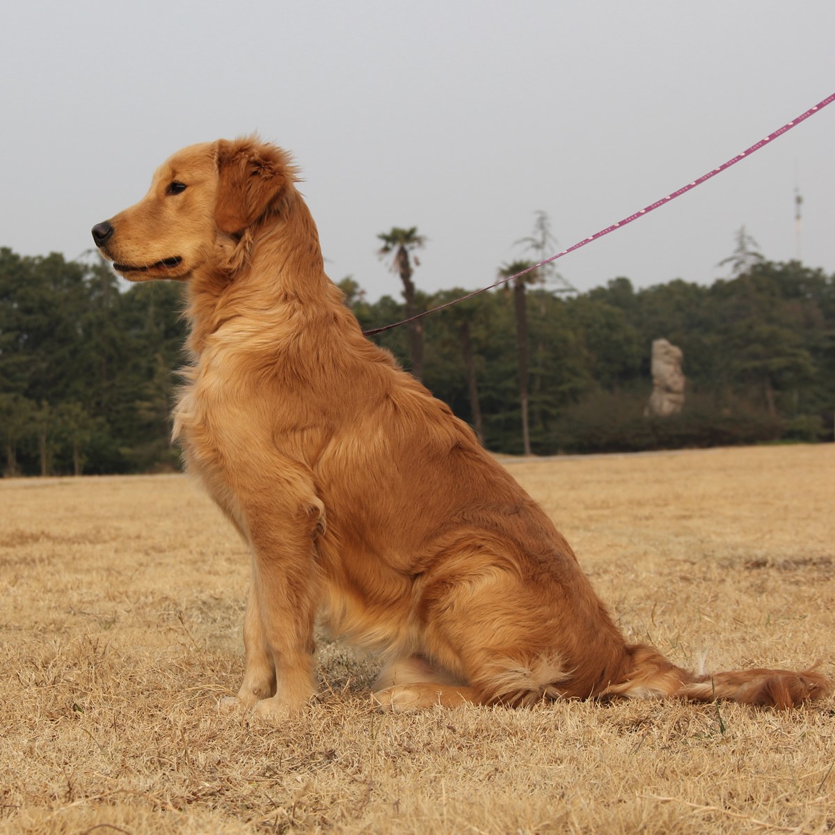 纯种金毛幼犬狗狗出售 宠物金毛犬可支付宝交易 / 公dd / 生日06.