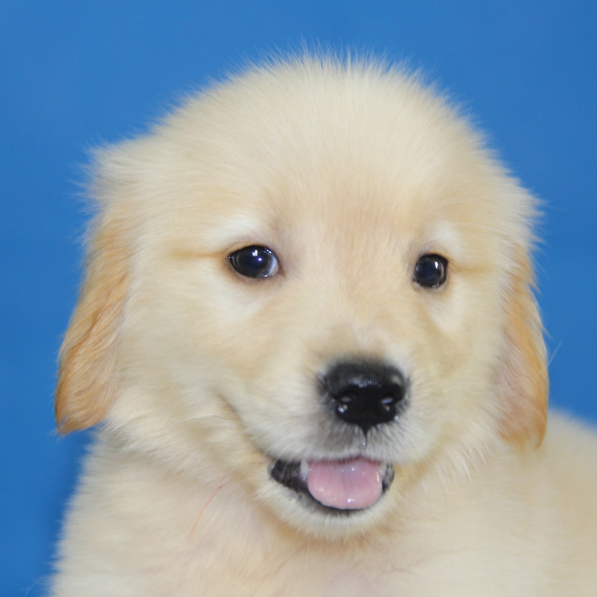 纯种金毛幼犬狗狗出售宠物金毛犬可支付宝交易母mm生日0612双子座id