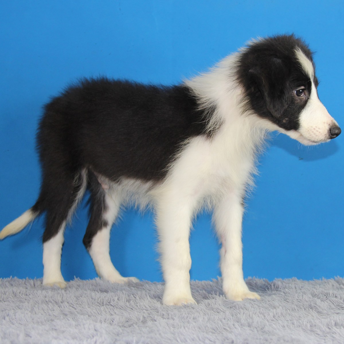 鼠标移上去可以放大