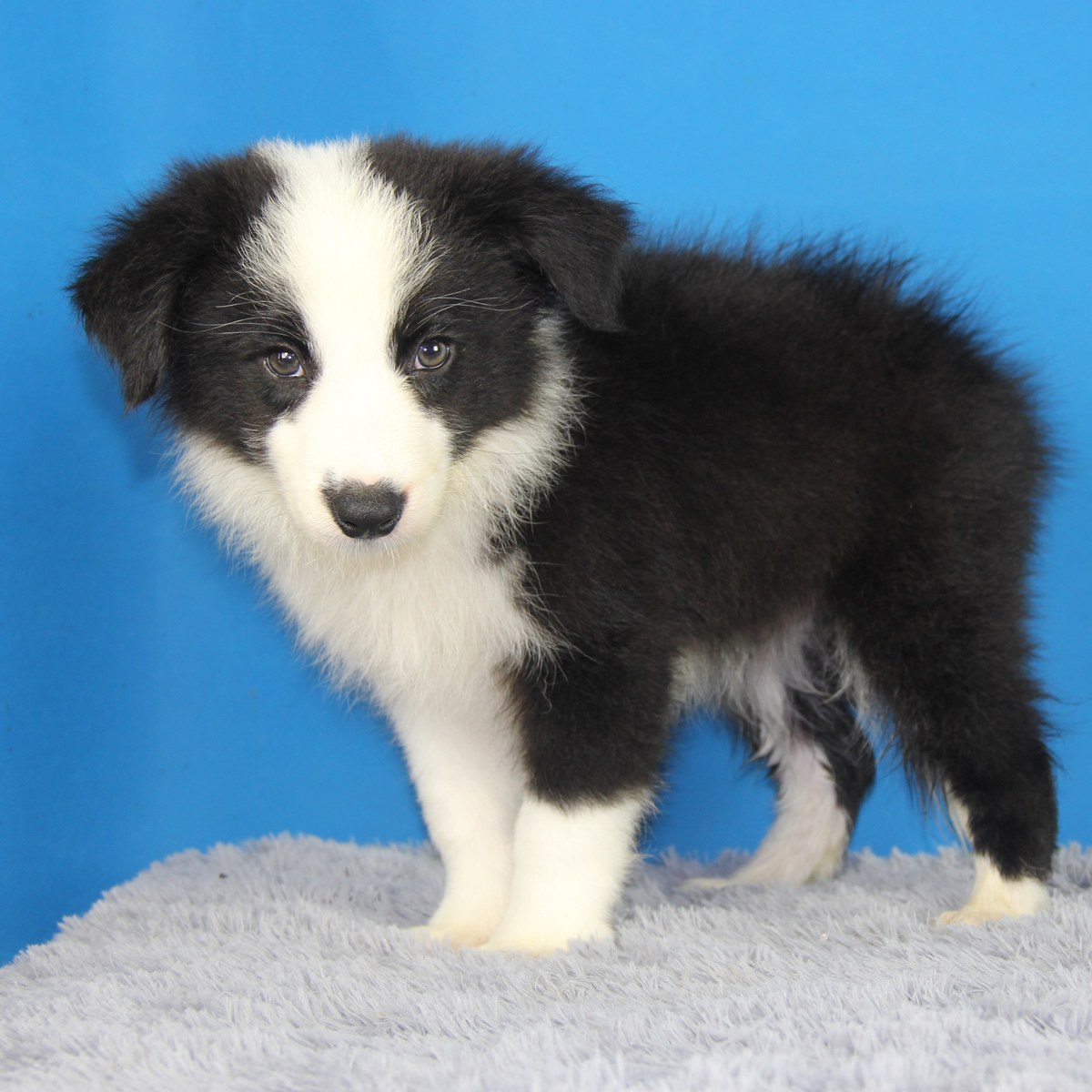 纯种边境牧羊犬幼犬狗狗出售 宠物边境牧羊犬可支付宝交易 / 公dd