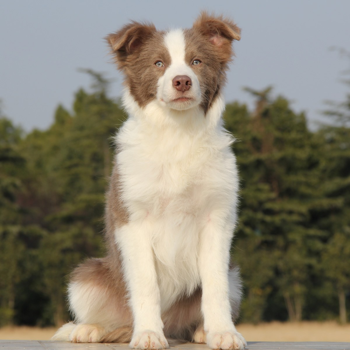 纯种边境牧羊犬幼犬狗狗出售 宠物边境牧羊犬可支付宝交易 / 公dd