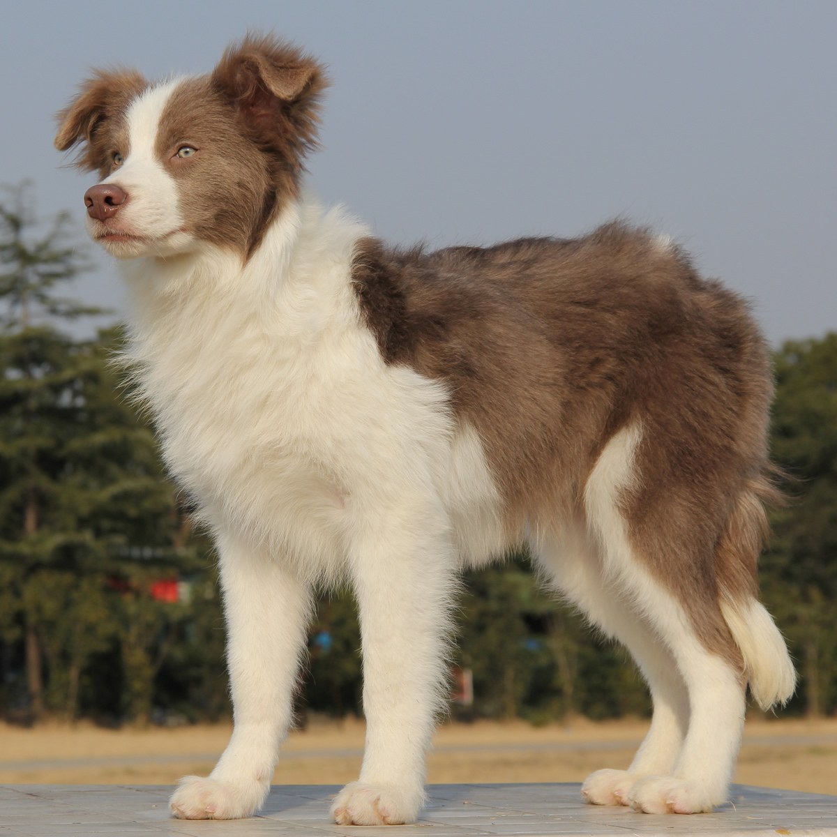 纯种边境牧羊犬幼犬狗狗出售 宠物边境牧羊犬可支付宝交易 / 公dd