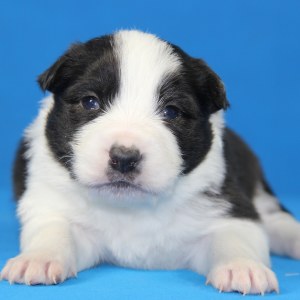 鼠标移上去可以放大