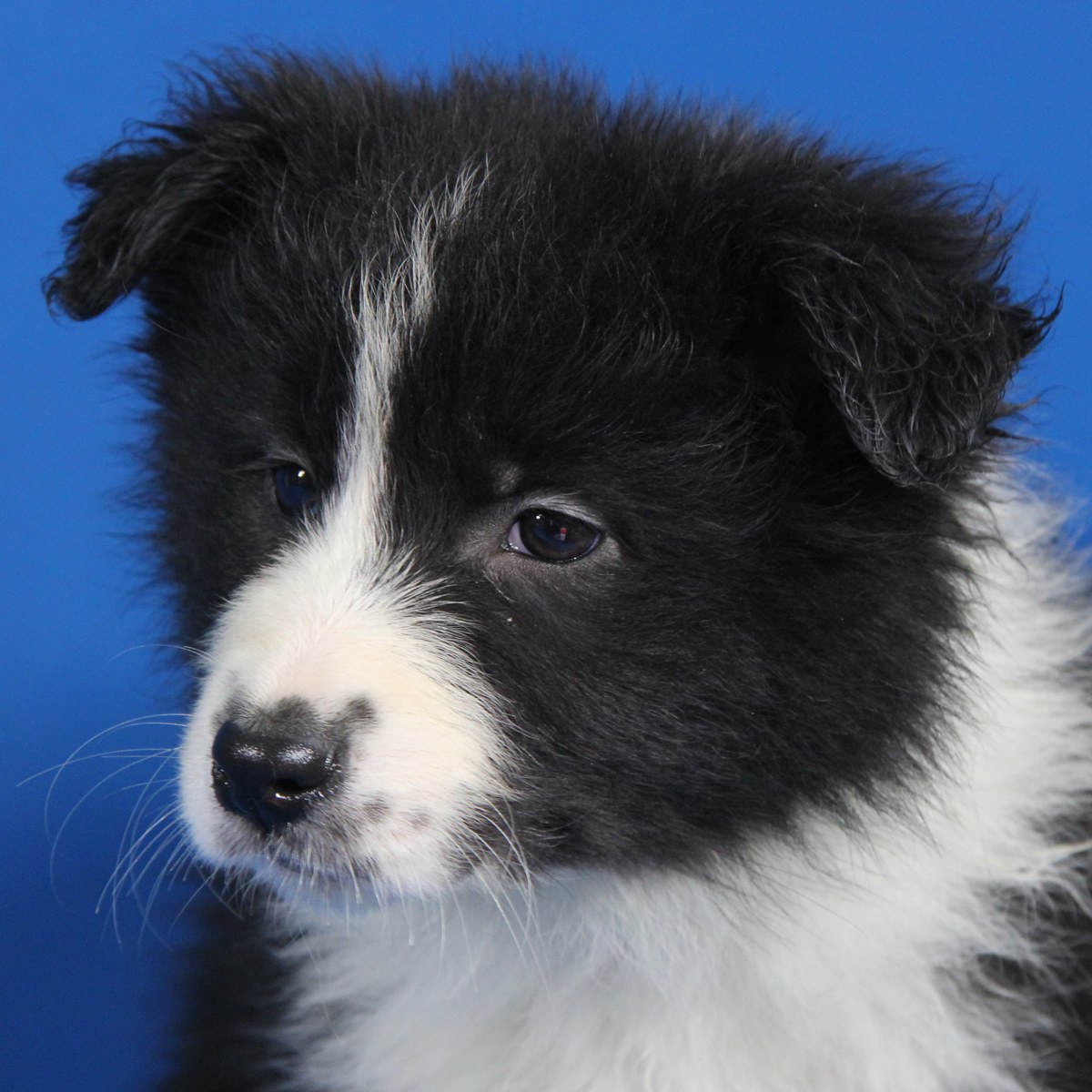 纯种边境牧羊犬幼犬狗狗出售宠物边境牧羊犬可支付宝交易母mm生日0104