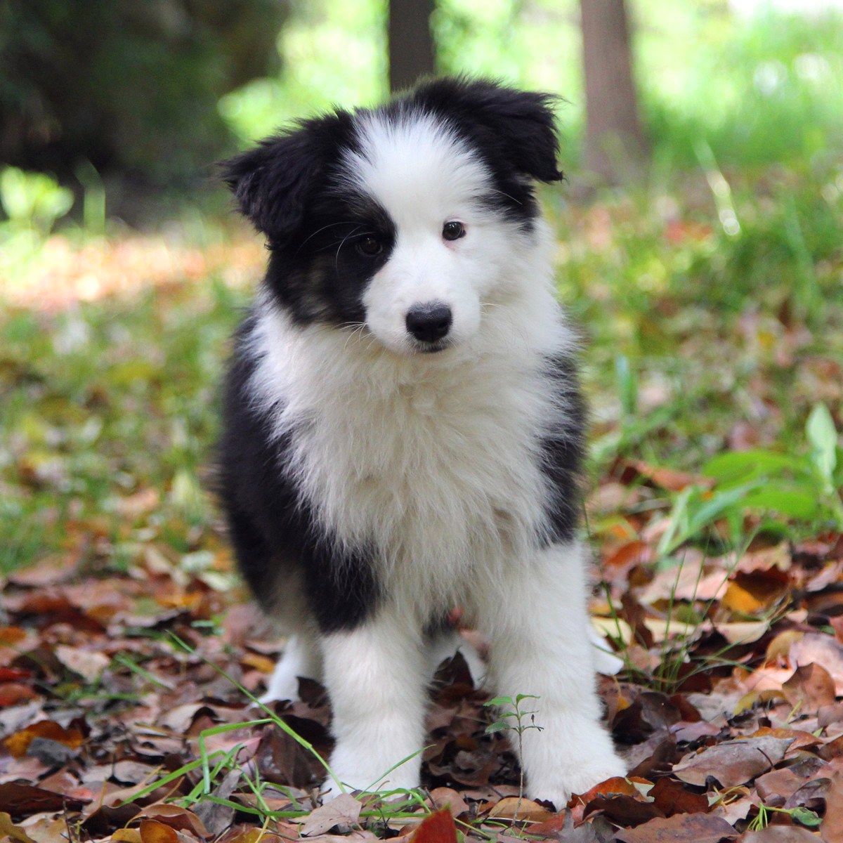 纯种边境牧羊犬幼犬狗狗出售 宠物边境牧羊犬可支付宝