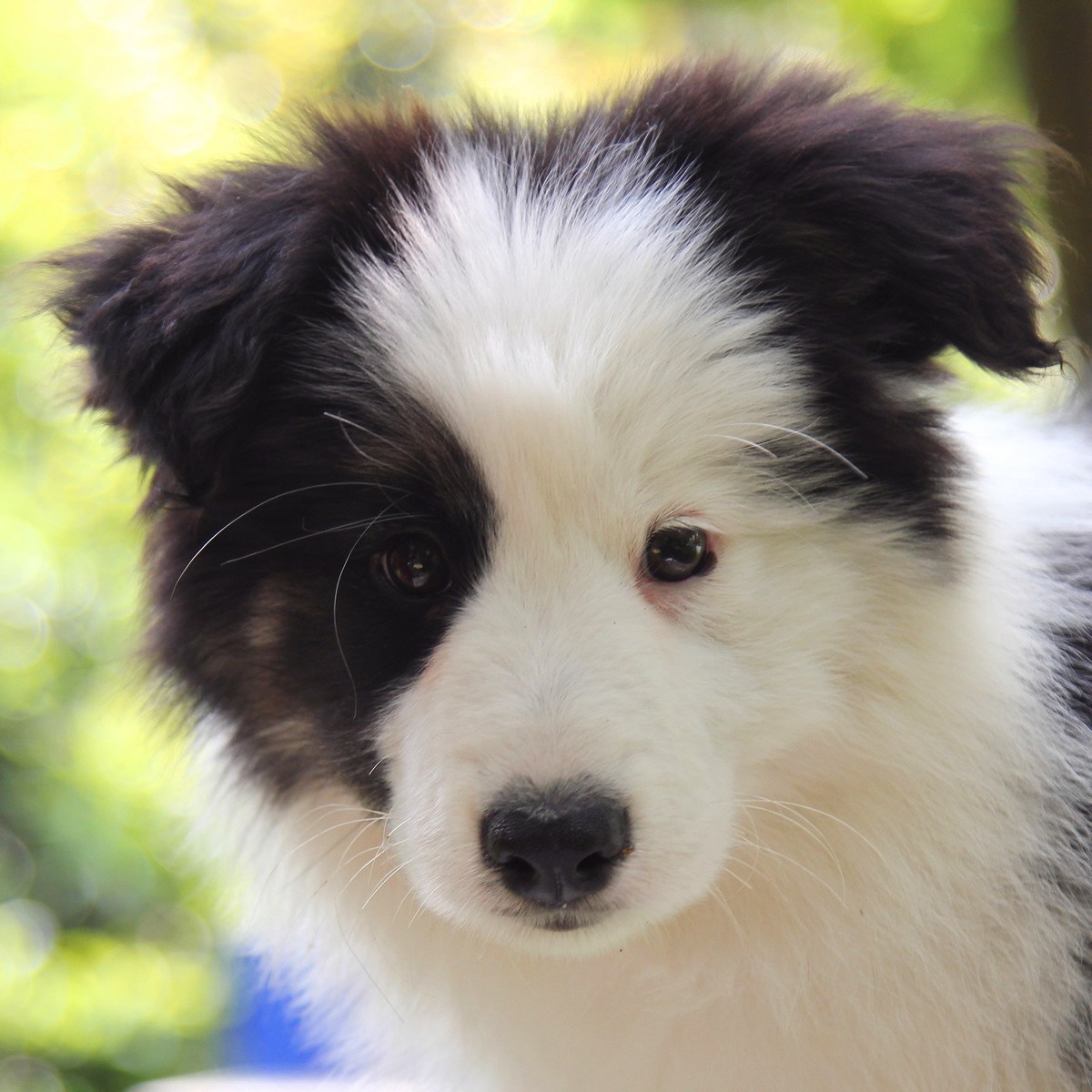 纯种边境牧羊犬幼犬狗狗出售 宠物边境牧羊犬可支付宝交易 / 母mm