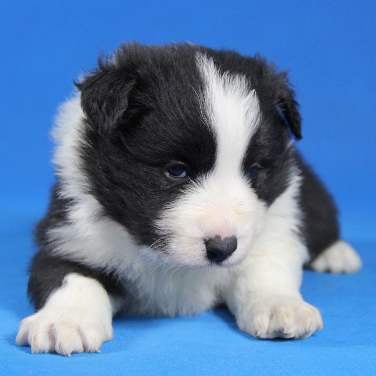 纯种边境牧羊犬幼犬狗狗出售 宠物边境牧羊犬可支付宝交易 / 公dd