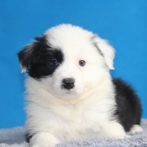 鼠标移上去可以放大