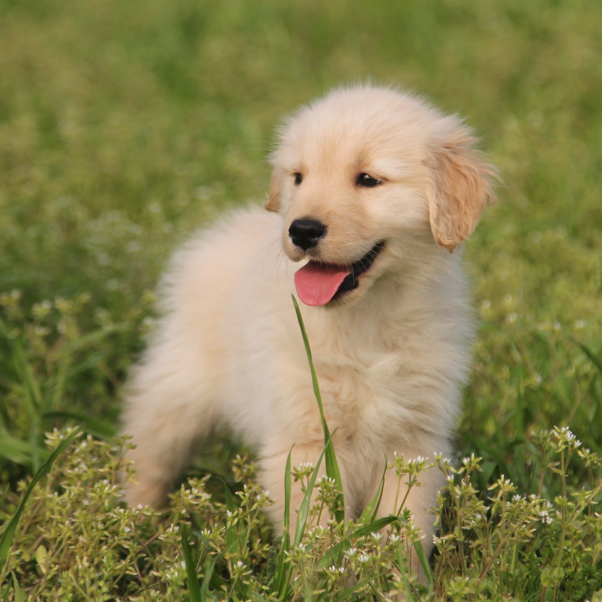 纯种金毛幼犬狗狗出售 宠物金毛犬可支付宝交易 / 母mm / 生日02.