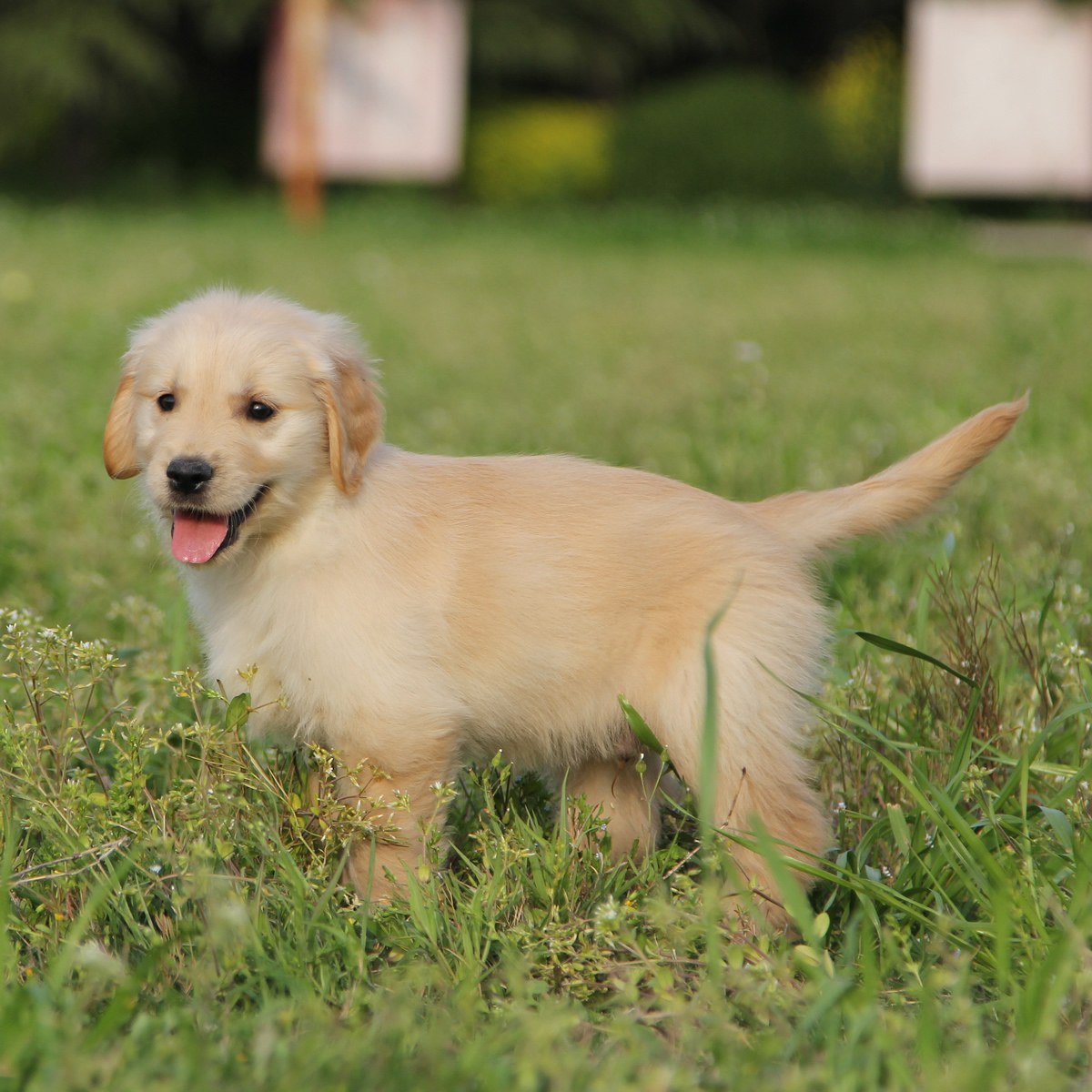 cayla 金毛犬 /编号10098401 - 宝贝它