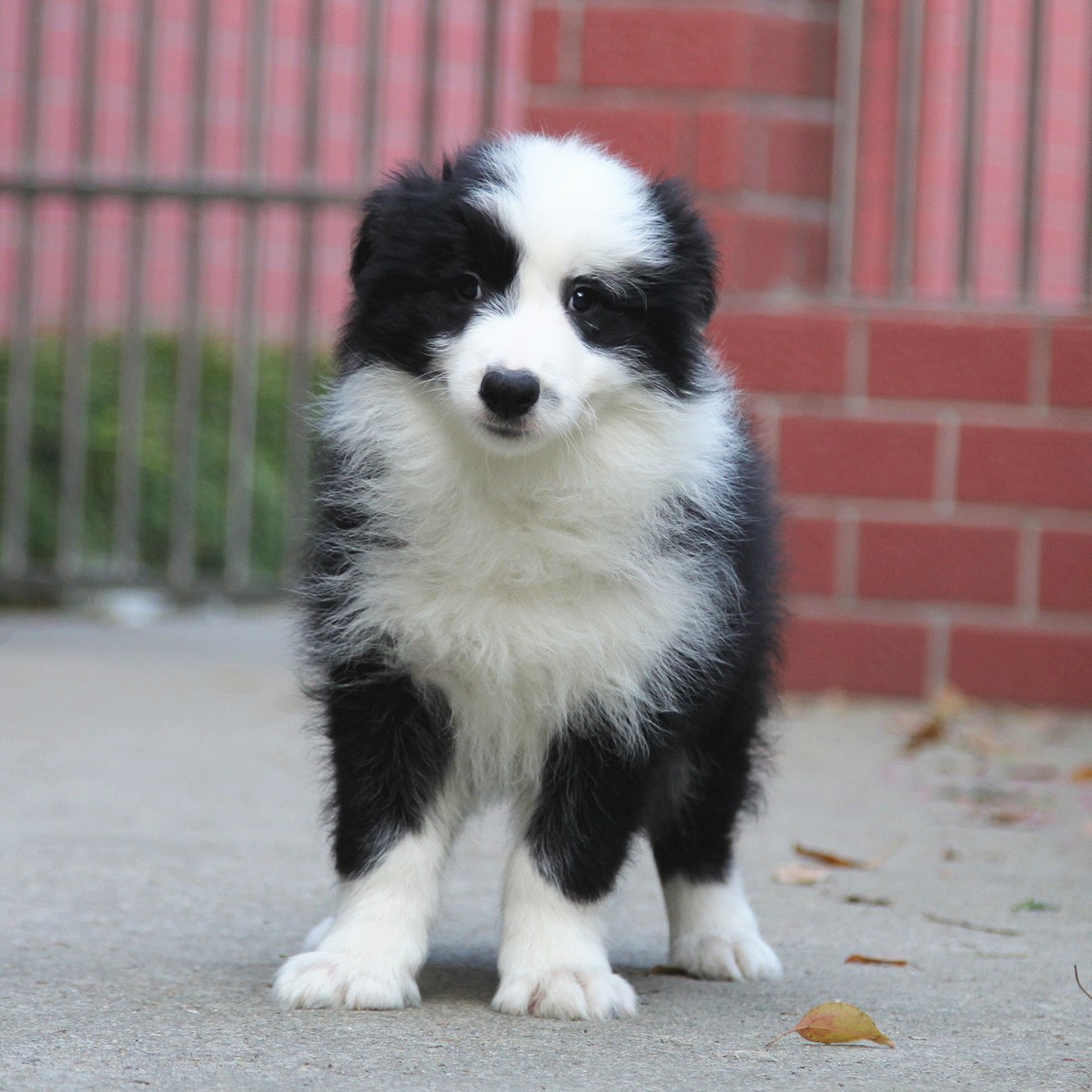 纯种边境牧羊犬幼犬狗狗出售 宠物边境牧羊犬可支付宝交易 / 公dd