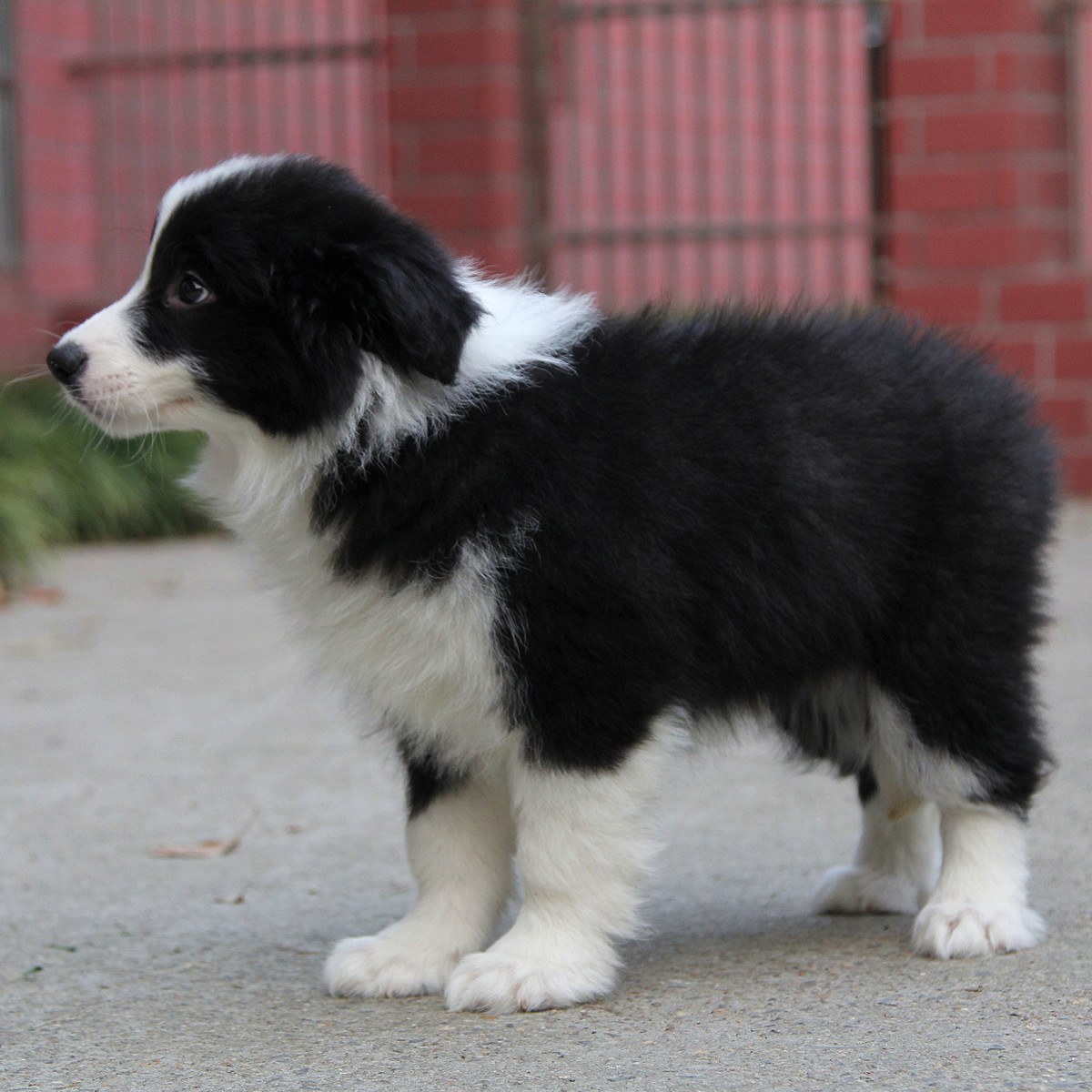 纯种边境牧羊犬幼犬狗狗出售 宠物边境牧羊犬可支付宝交易 / 母mm