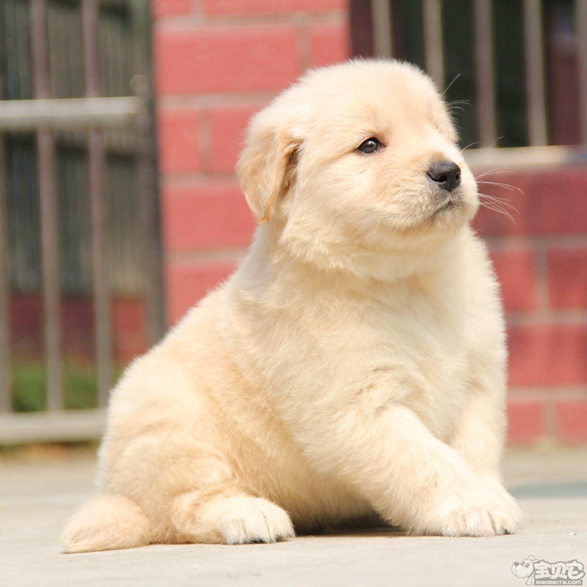 金毛寻回犬 公dd / 编 号: 10100400