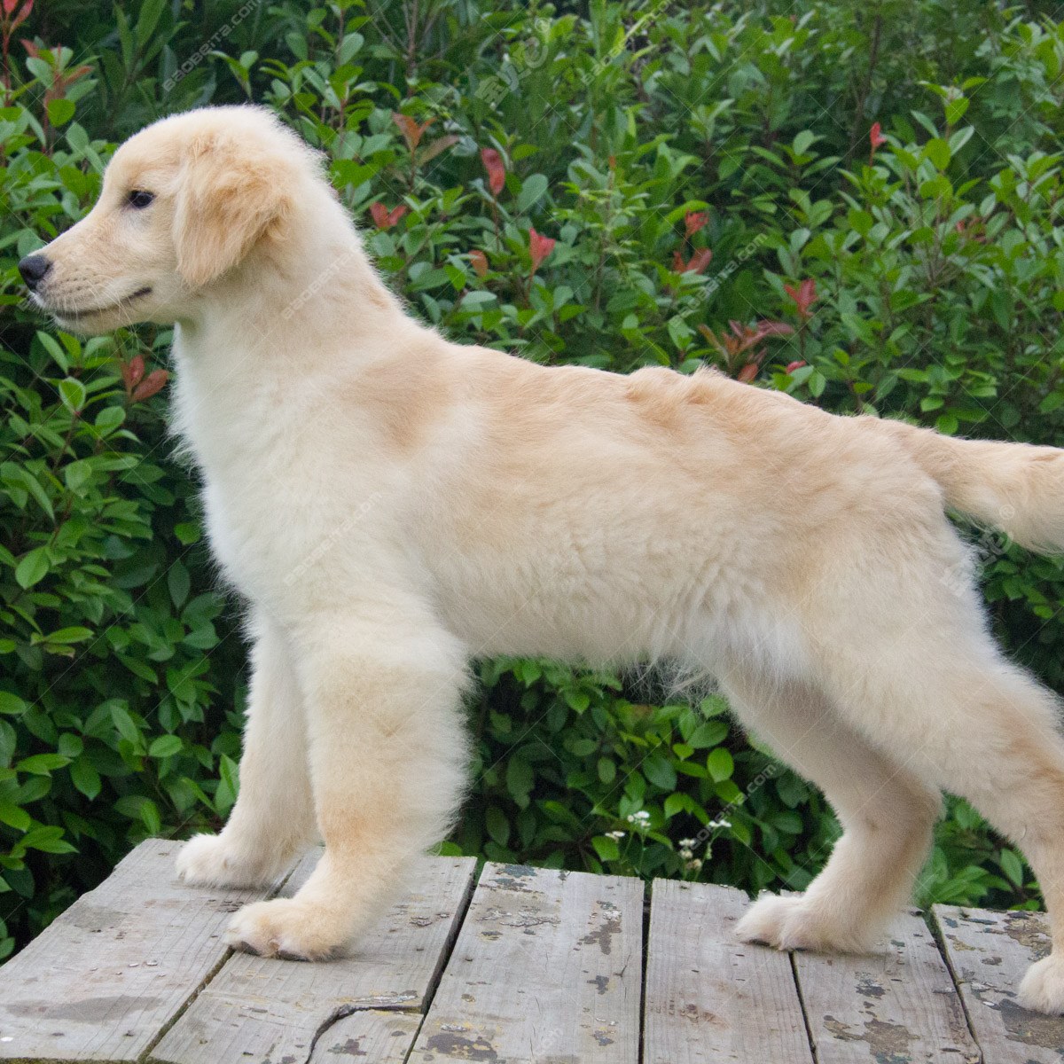 天龄  血 统: 双血统(父母都是赛犬)          可注射cku纯种犬芯片