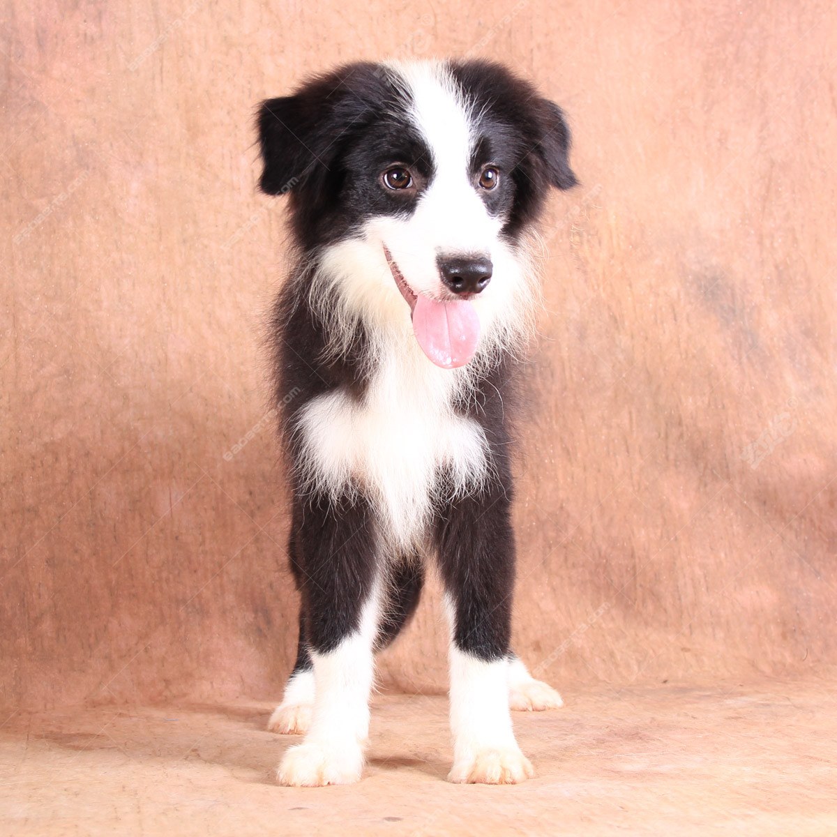 纯种边境牧羊犬幼犬狗狗出售 宠物边境牧羊犬可支付宝交易 / 公dd